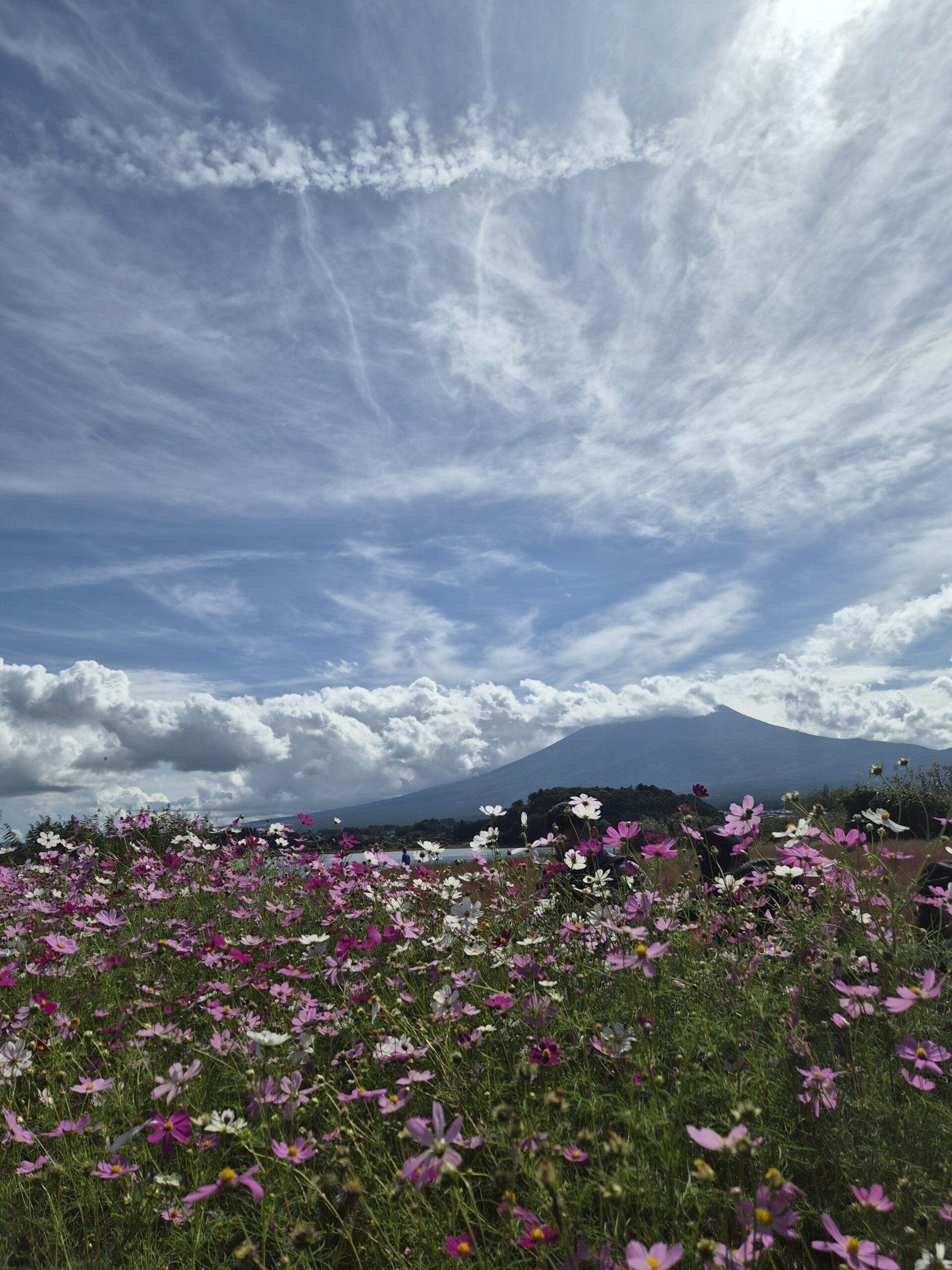 富士山の自然風景とコスモス畑